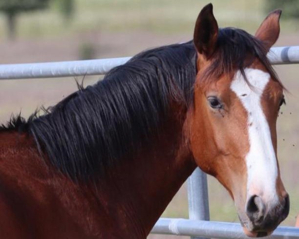 horse